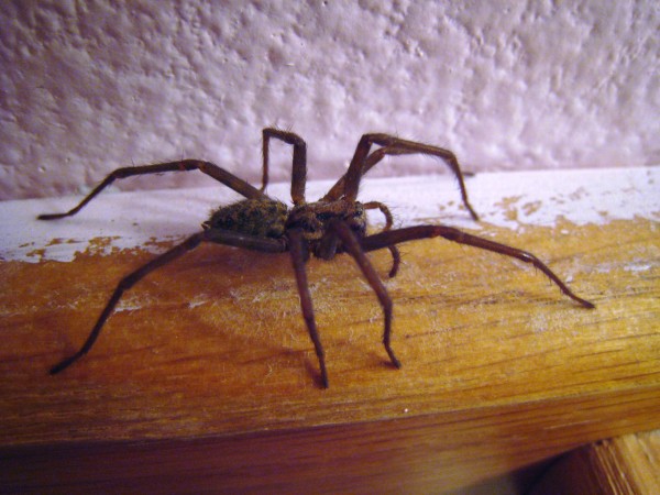 Namuose gyvena vorai - yra išeitis. Kaip atsikratyti vorų. Kodėl vorai