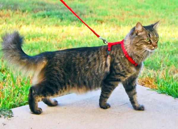 tabby-cat-on-leash1