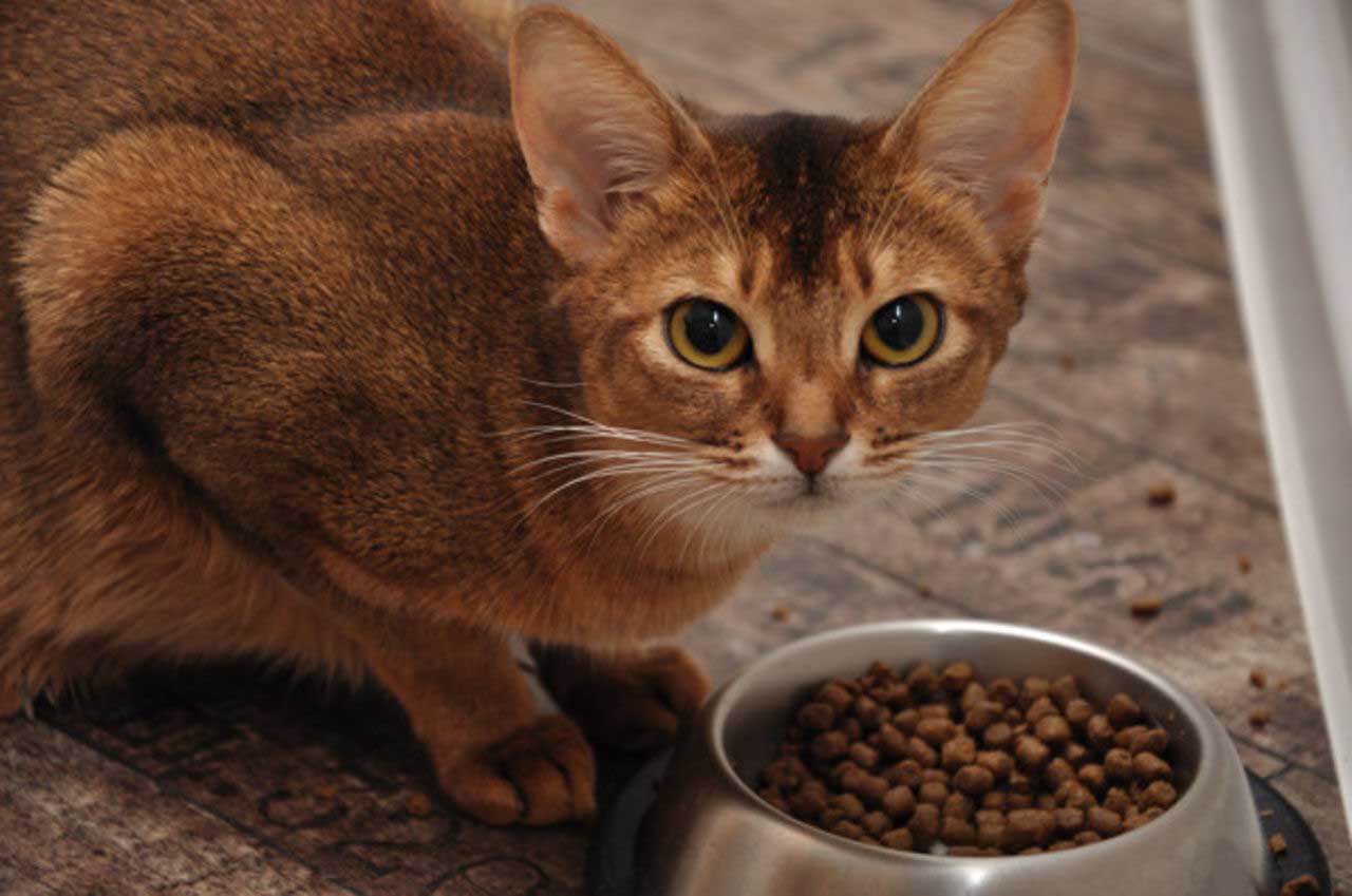 Можно ли кормить кота только сухим. Корм для абиссинских кошек. Абиссинская кошка. Кормежка кошек. Кошачья еда.