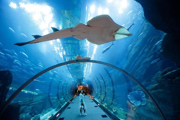 22-гигантски скат в аквариума в Дубай Мол, ОАЕ