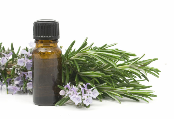 Fresh blossoming rosemary branch and a bottle of essential oil used for aroma therapy