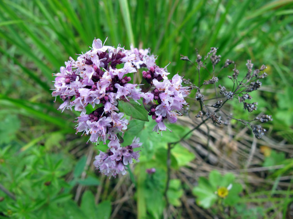 marjoram09
